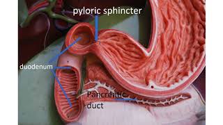 Medical terms 11 Gastrointestinal system [upl. by Hnad]