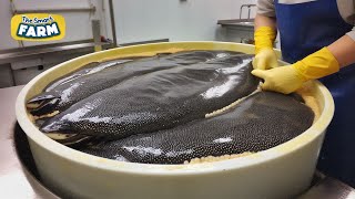 AMAZING Caviar Production How The Worlds Most Expensive Caviar is Made [upl. by Angell]