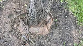 How to identify girdling root or roots [upl. by Olenolin406]