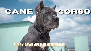 CANE CORSO puppy for sale in Hyderabad  canecorso telugu [upl. by Inalaek106]