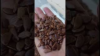 Persimmon seed  jaikisanhp  shortvideo youtube [upl. by Eivets]