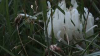 Strange Fungus  White Finger  Fairy Finger Fungus Clavaria fragilis [upl. by Neelyk]