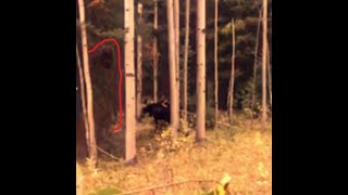 Giant Colorado Sasquatch Caught Between a Hunter amp Battling Bull Moose [upl. by Eened]