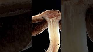 Zoom The Lacrymaria nature mushroom macro [upl. by Ayahsey]