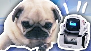 COZMO THE ROBOT MEETS THE PUGS [upl. by Magda]