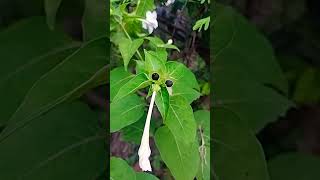 Mirabilis jalapa4O clock plant is an example of quotIncomplete dominance quotclass 12Biology [upl. by Norok83]