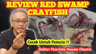 CARA MERAWAT LOBSTER MERAH AIR TAWAR  RED SWAMP CRAYFISH  PROCAMBARUS CLARKII [upl. by Maggie]