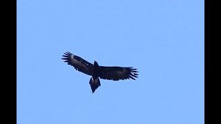 Wedgetailed Eagle flying over the Moggill Forest [upl. by Billye]