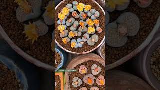 Lithops flower  多肉植物  다육이들  Suculentas [upl. by Nilats]