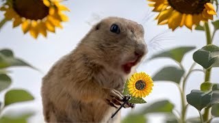 Prairie dog playing  Prairie dog Nina [upl. by Forbes92]