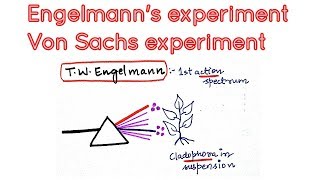 Engelmanns experiment using cladophora and aerobic bacteria in photosynthesis [upl. by Sheba]