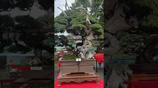 🔴SOLID‼️🤩🤩SANGAT MEWAH DAN ISTIMEWA BONSAI SULTAN  By Mr Romeo Antipuesto [upl. by Oiramed]