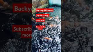 yt backyard fishpond [upl. by Hecker]