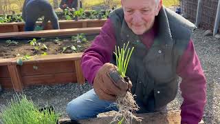 Onions  Seed Start to Planting [upl. by Nonnarb]