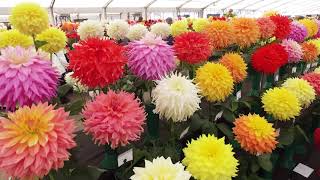 Highlights of Harrogate Autumn Flower Show [upl. by Nanyk]