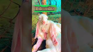 Top quality pink goat viral goatfarmingkarnekatarika viral Khan goat farm  kuther [upl. by Alyehc499]