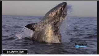 TIBURONES BLANCOS A CÁMARA LENTA FULL HD A SLOW MOTION WHITE SHARKS [upl. by Monafo986]