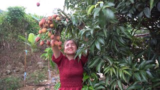 Harvest lychees from the garden to sell [upl. by Rez414]