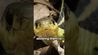 Tiny Predators Garter Snakes in Canada [upl. by Erdied]