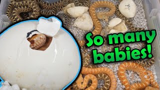 Adorable Baby Bullsnakes Hatching [upl. by Forest]