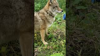 Pet Coyote gets belly rubs and treats [upl. by Heringer]