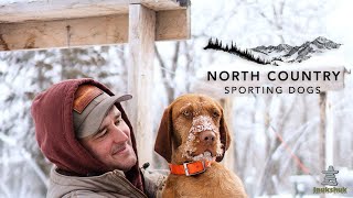 North Country Sporting Dogs Breeding and training Hungarian Wirehaired Vizslas and GWPs [upl. by Jabez]