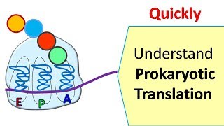 Translation in prokaryotes  Protein synthesis in prokaryotes [upl. by Cedar]