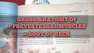 pre vertebral muscles  root of neck [upl. by Neelyk]