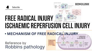 Ischaemic Reperfusion cell Injury  Free Radicals Mediated Cell Injury  Pathology  KTC MBBS [upl. by Sidnac998]