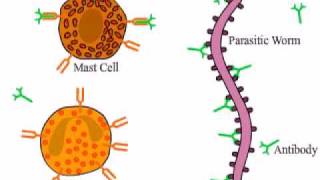 Eosinophil and Mast Cell vs Parasitic worm [upl. by Oralee771]