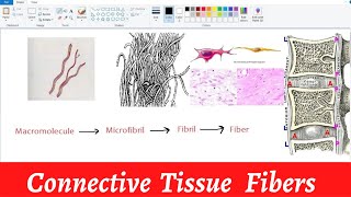 Connective Tissue Fibers  Connective Tissue  Histology [upl. by Zerlina]