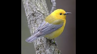 Undesigned Coincidences in Secular History The prothonotary warbler [upl. by Corbett]