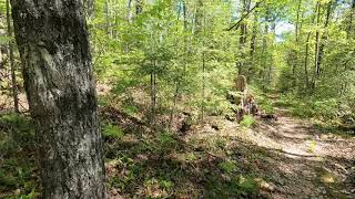 Hiking  Angleworm Trail CCW  Entry Point 21 to the FourWay Intersection in the BWCA [upl. by Ayekahs]