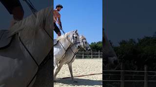 Entraînement estival sous un beau soleil 😍☀️ horse training cheval passion art [upl. by Aerdna]