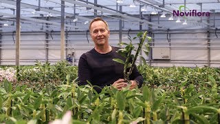 Dendrobium Nobile  Plant Expert Noviflora  Arno  Vlog 01  SE [upl. by Vere348]