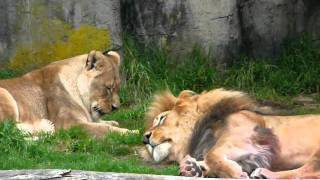 roar off  african lions  san francisco zoo [upl. by Kowal]