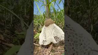 Mushroommushroomlovers garden farming [upl. by Audrey487]