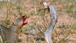 Mongoose vs Cobra Snake fight Videos Compilation 2015 [upl. by Rot]