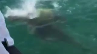 Giant fish eats shark in 1 bite [upl. by Anpas876]