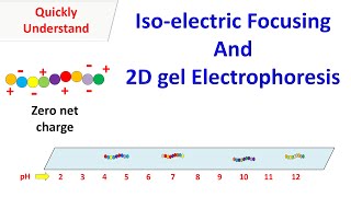 Isoelectric Focusing and 2D gel electrophoresis [upl. by Quince]