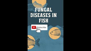 FUNGAL DISEASES IN FISHES [upl. by Frederique]