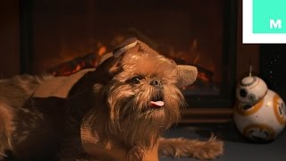 Star Wars Holiday Yule Log with Ewok [upl. by Aiyn]