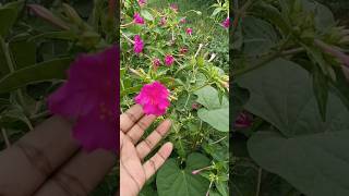 Mirabilis jalapa  4 oclock  pink flower  fragrant flowers [upl. by Lorac]