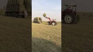 Rhodes Grass Round hay bales Loading [upl. by Dasie397]