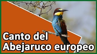 Canto del Abejaruco europeo Merops apiaster [upl. by Ettesoj]