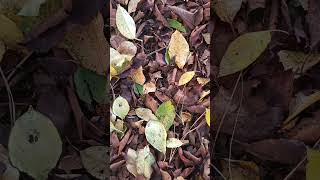 fall nature sounds autumn forest ambience fall leaves asmrfallcore fallambience fallsoundsvibez [upl. by Letsirc306]