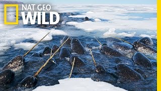 Narwhals The Unicorns of the Sea  Nat Geo WILD [upl. by Anirdnajela768]