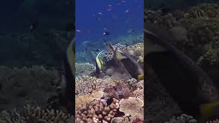 Gill’s Kin The Moorish Idol [upl. by Holds]