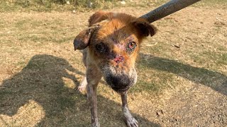 Rescue of an aggressive old dog with hematoma and skin disease [upl. by Hamlet608]