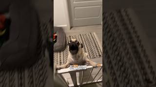 When You Leave a Dog for 5 Minutes  RxCKSTxR Comedy Voiceover [upl. by Dylana541]